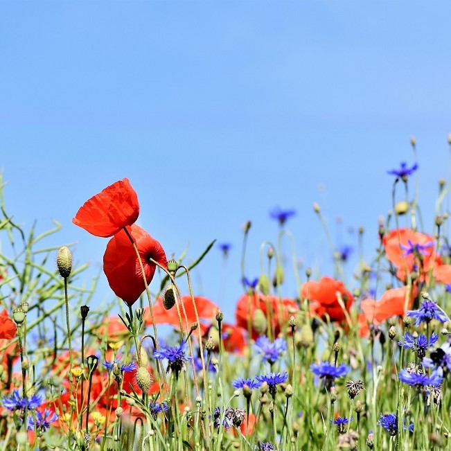 poppy-3441348_1920SQ